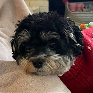 Meet your Posher, Bj